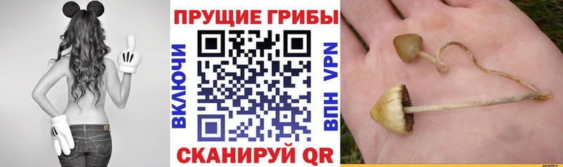 продажа наркотиков  Оленегорск  ссылка на мегу ссылка  Псилоцибиновые грибы Cubensis 